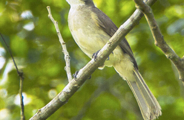 Simple Greenbul