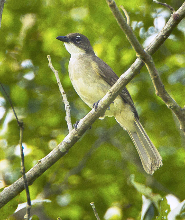 Simple Greenbul