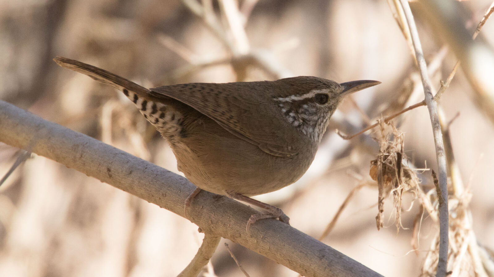 Sinaloa Wren