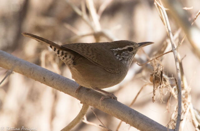 Sinaloa Wren