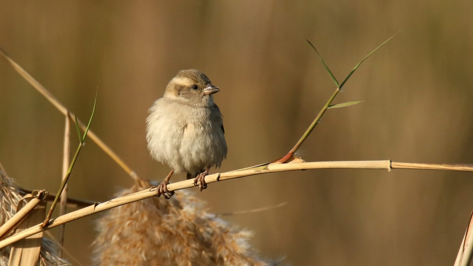 Sind Sparrow