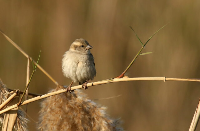 Sind Sparrow