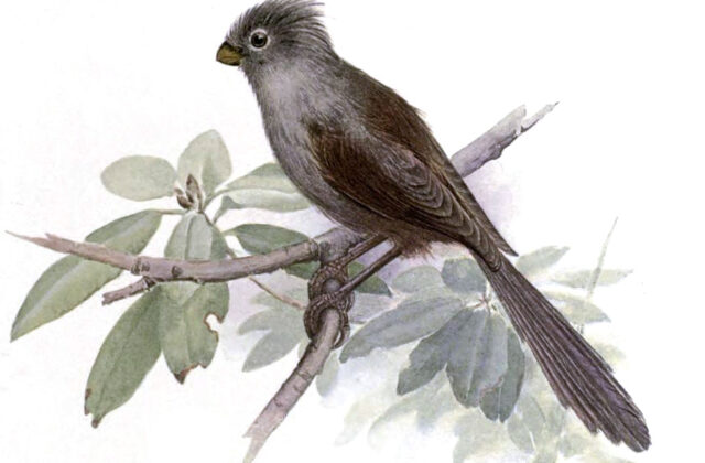 Grey-hooded Parrotbill