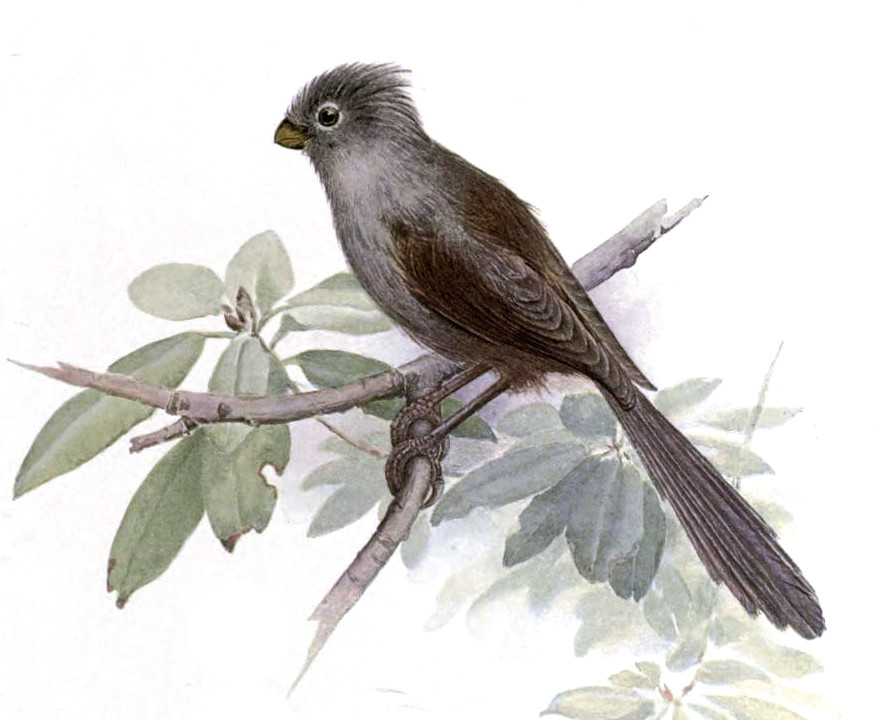 Grey-hooded Parrotbill