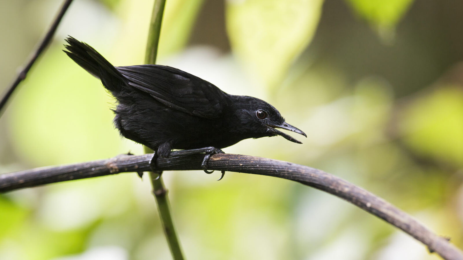 Stub-tailed Antbird