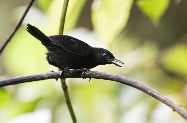 Stub-tailed Antbird