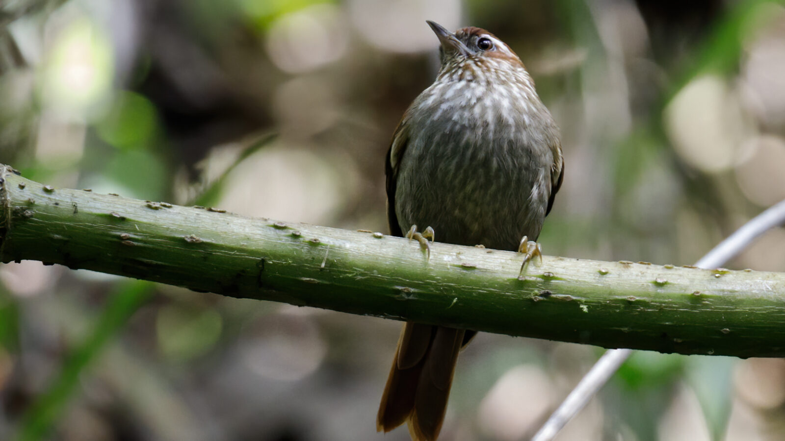 Spectacled Prickletail