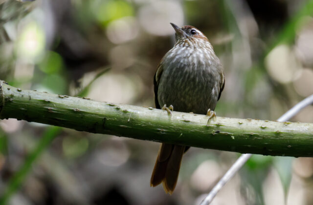 Spectacled Prickletail