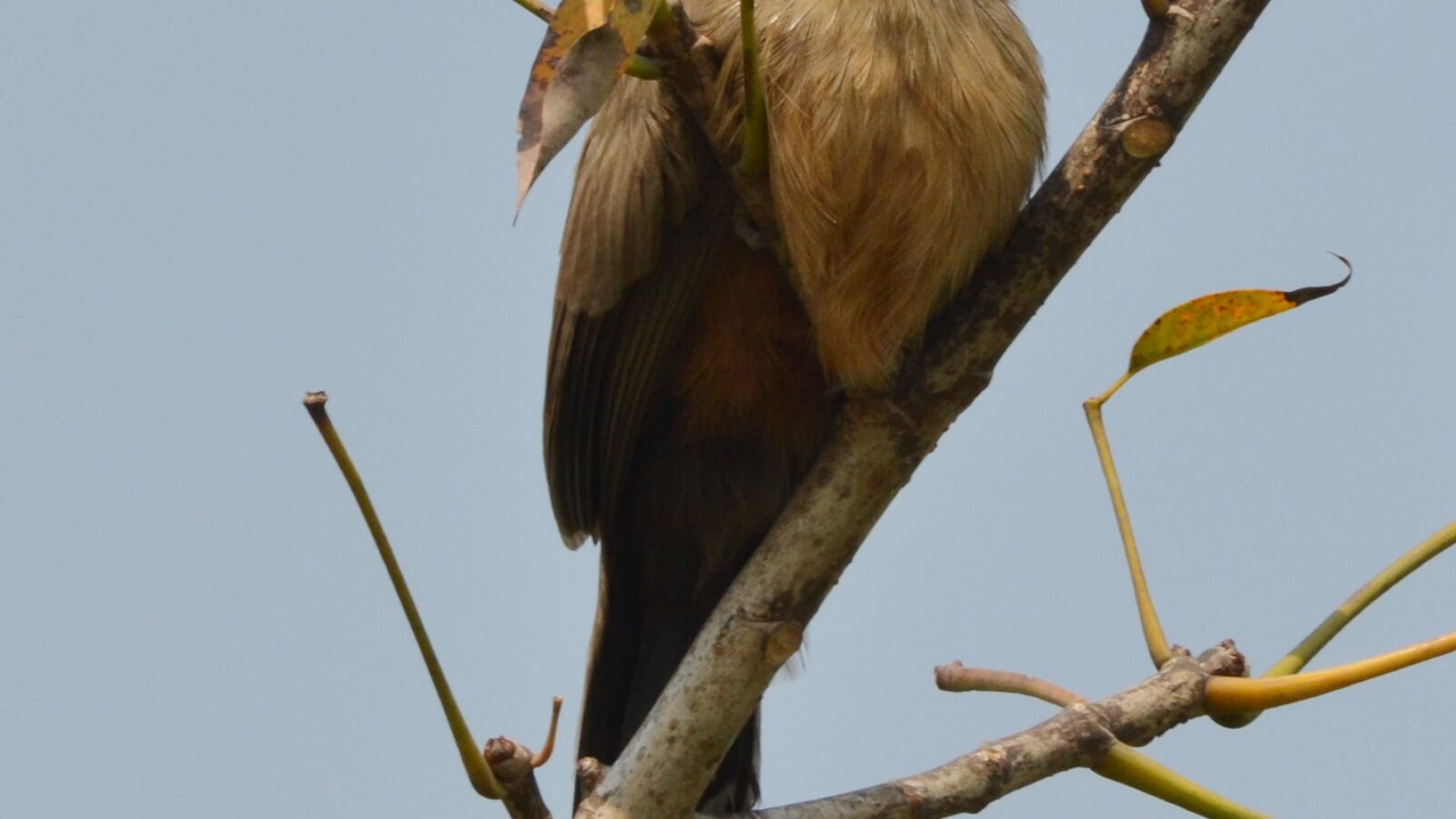 Sirkeer Malkoha
