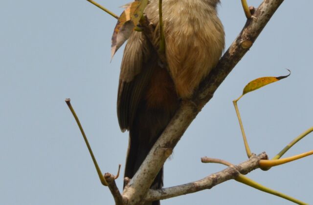 Sirkeer Malkoha