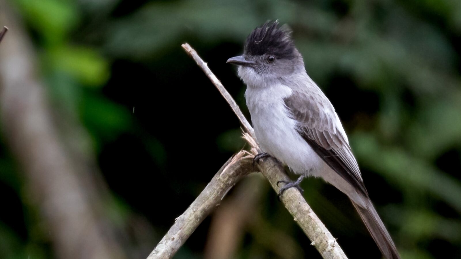 White-rumped Sirystes