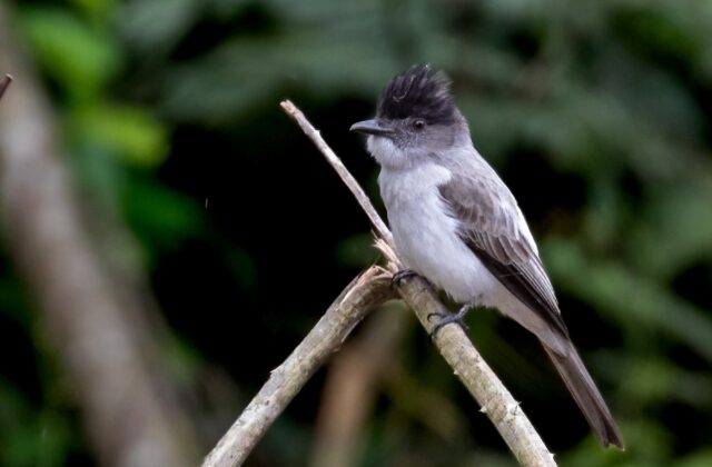 White-rumped Sirystes