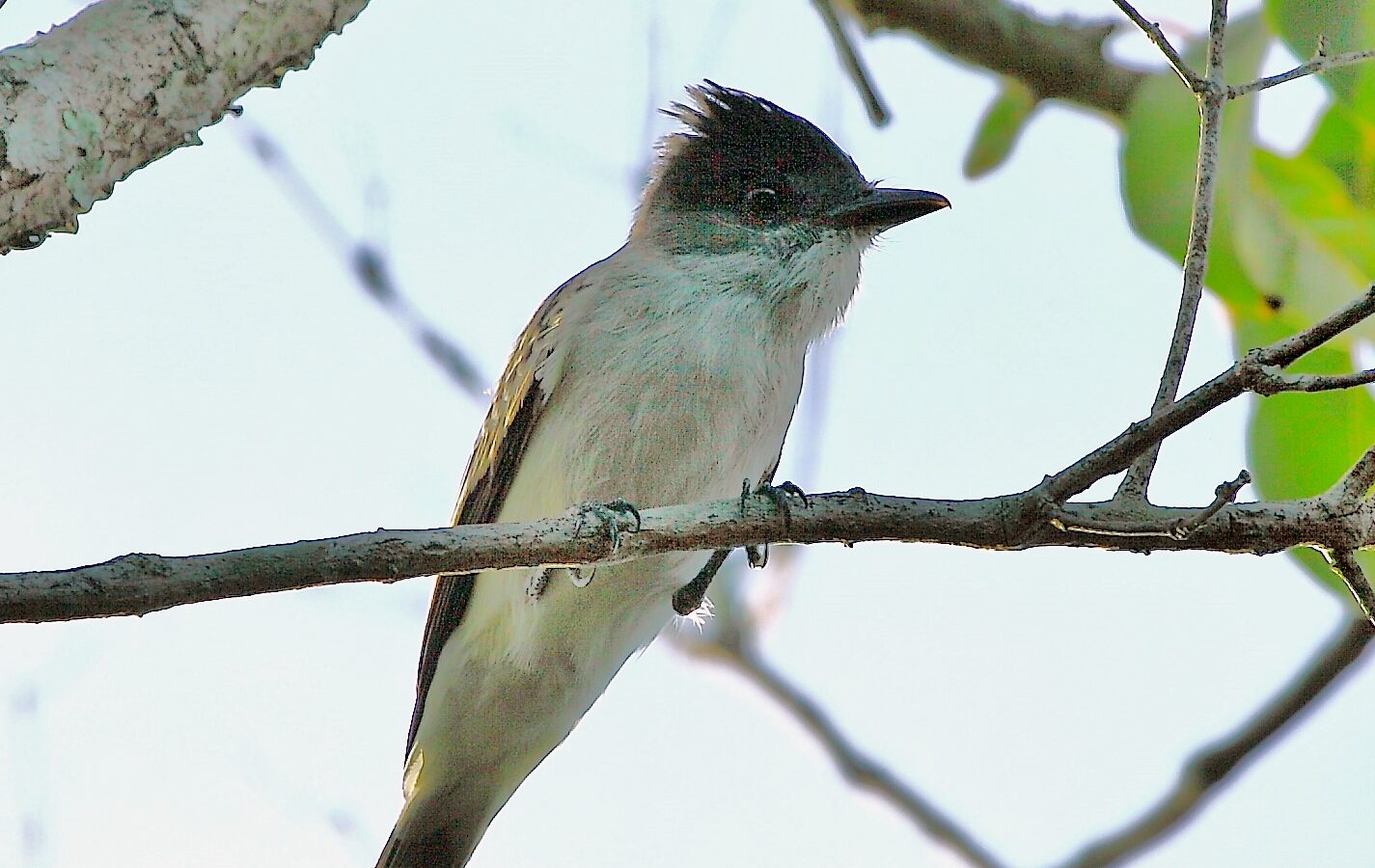 Sibilant Sirystes