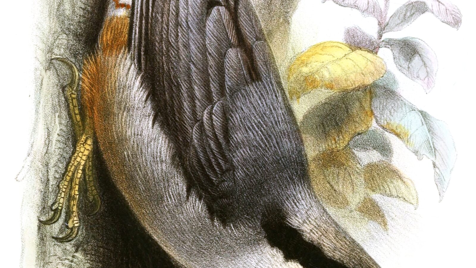 Giant Nuthatch