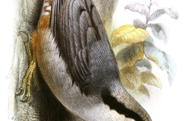 Giant Nuthatch