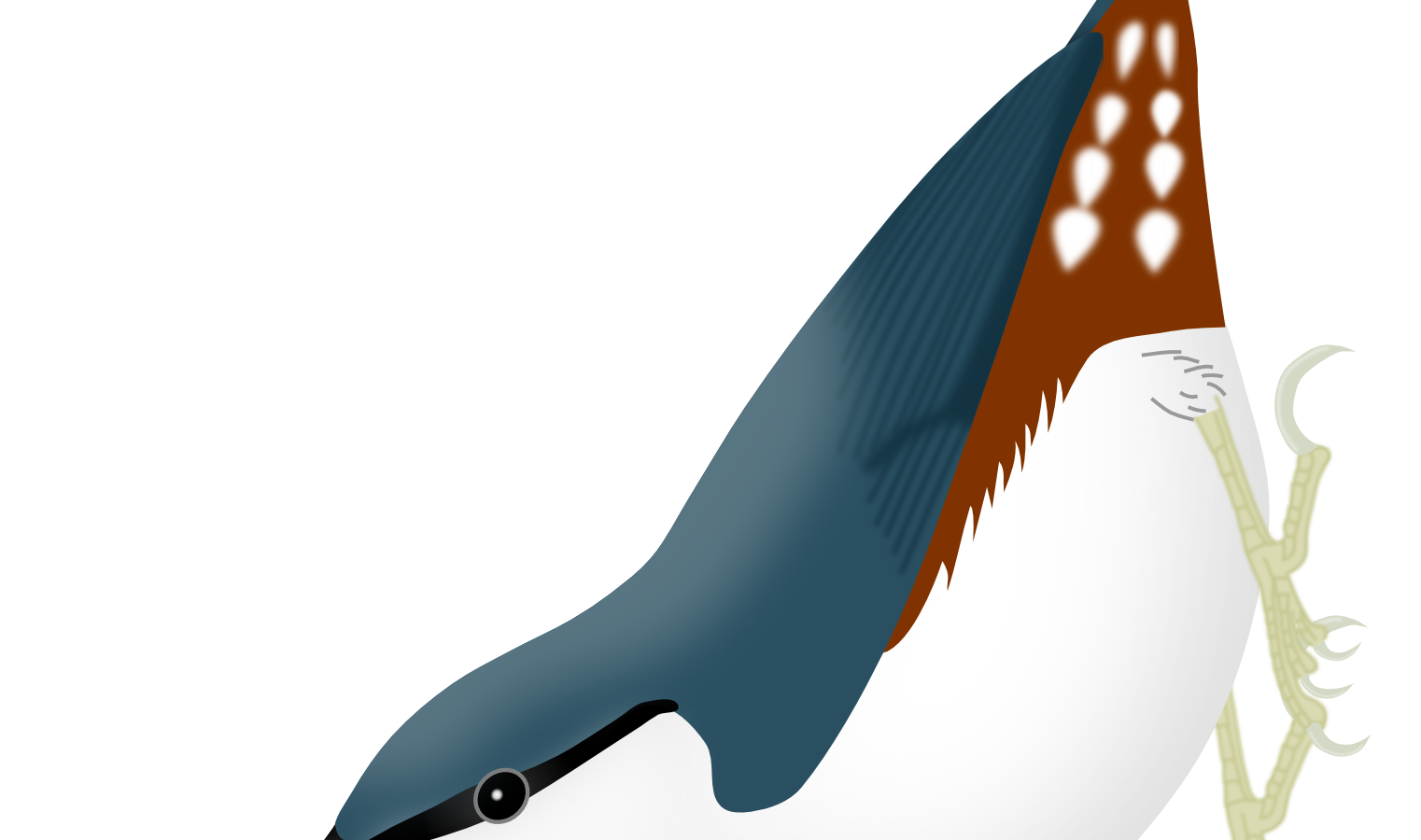 Siberian Nuthatch