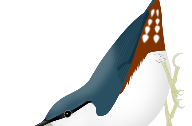 Siberian Nuthatch