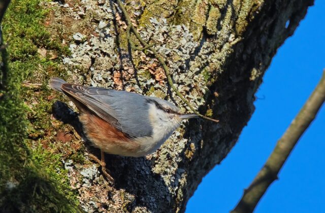 Eurasian Nuthatch