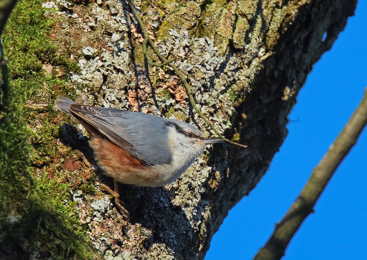 Eurasian Nuthatch