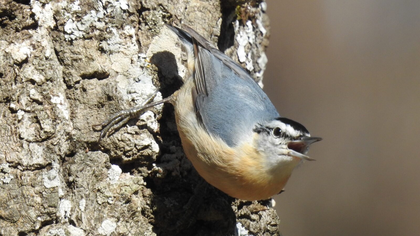 Algerian Nuthatch