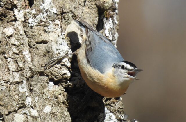 Algerian Nuthatch