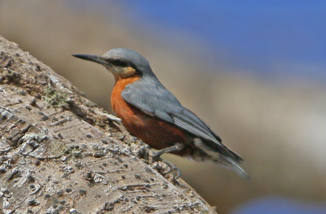 Burmese Nuthatch