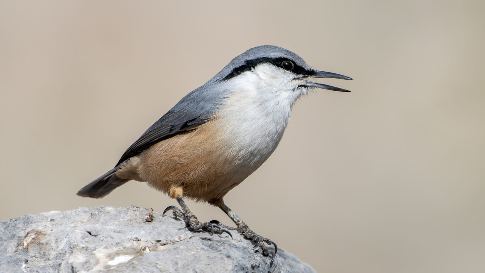 Western Rock Nuthatch