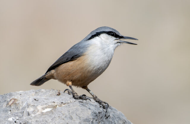 Western Rock Nuthatch