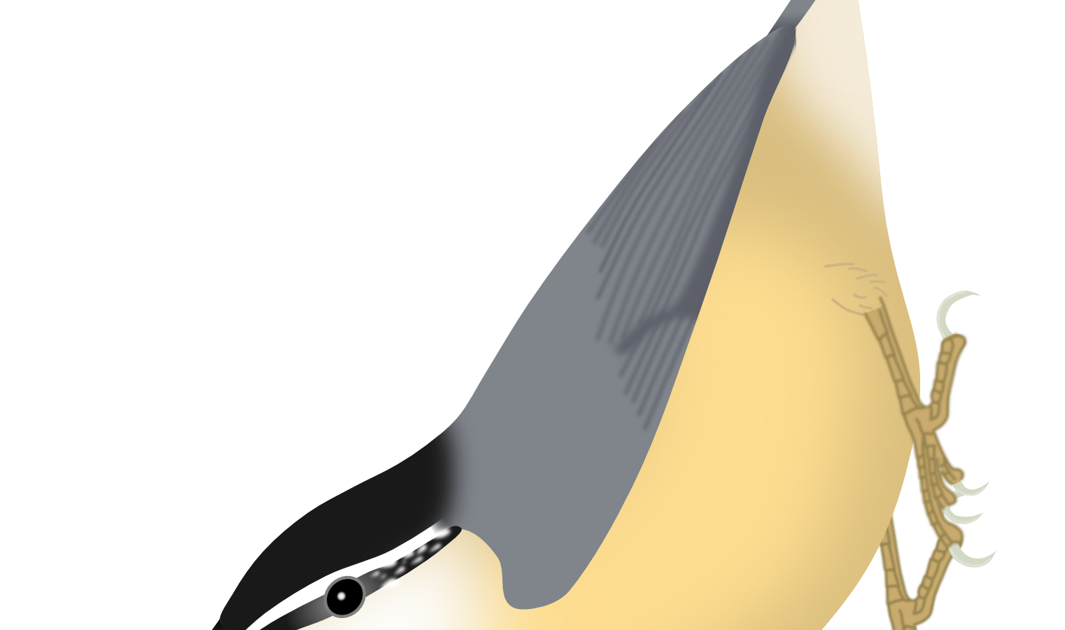 Chinese Nuthatch