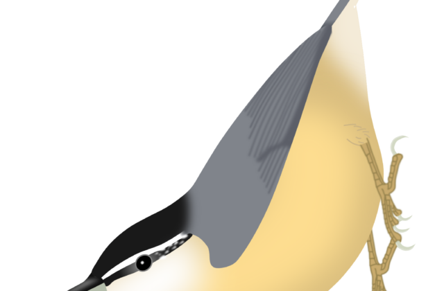 Chinese Nuthatch