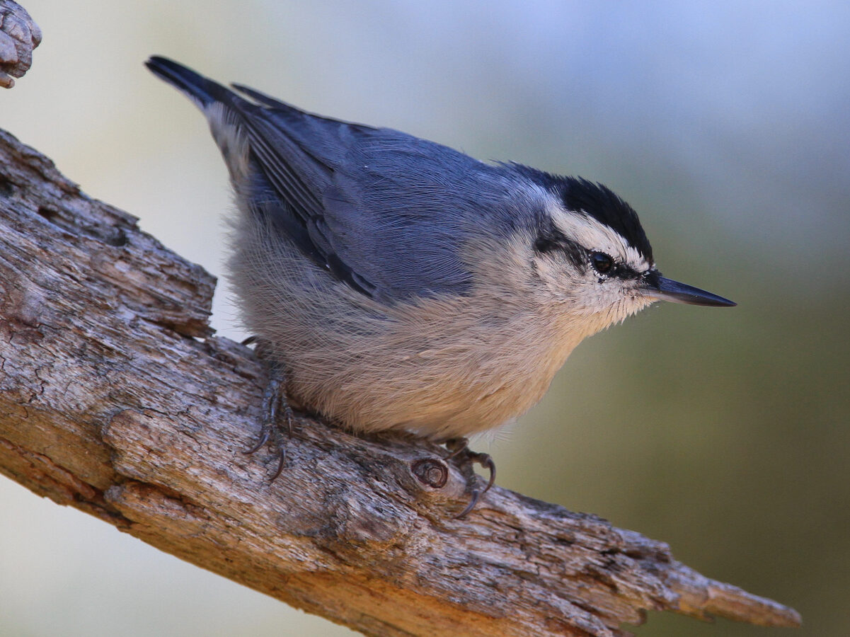 Corsican Nuthatch