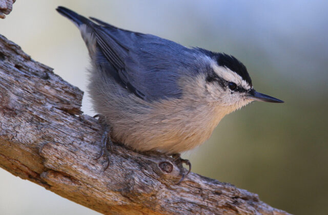 Corsican Nuthatch