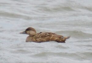 Common Scoter