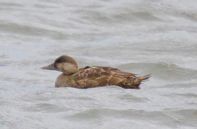 Common Scoter