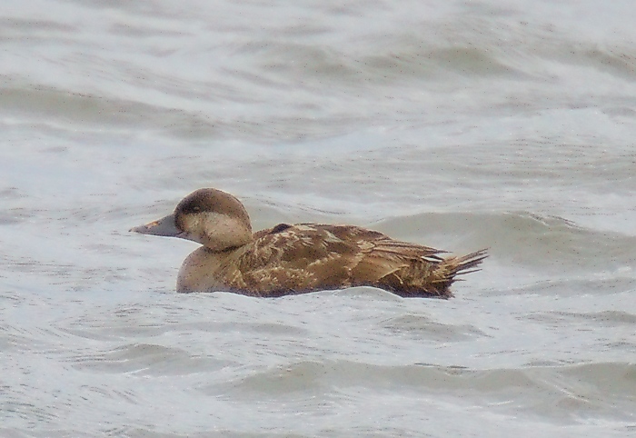 Common Scoter
