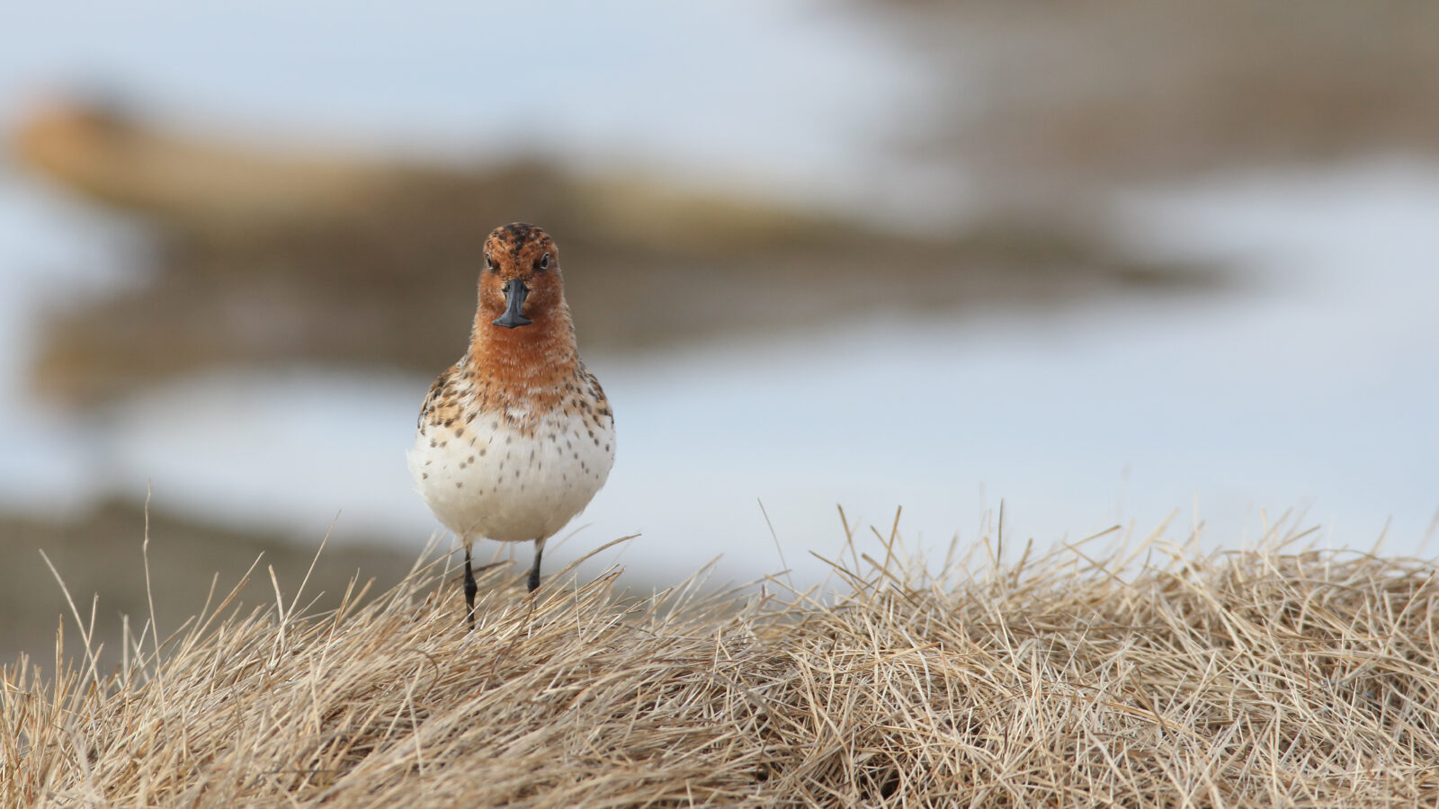 Spoon-billed Sandpiper