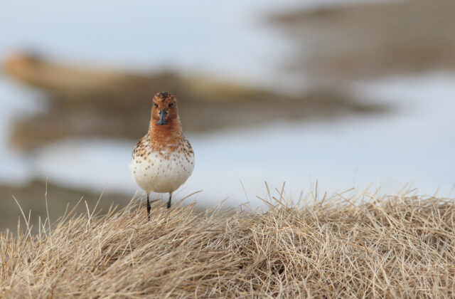 Spoon-billed Sandpiper