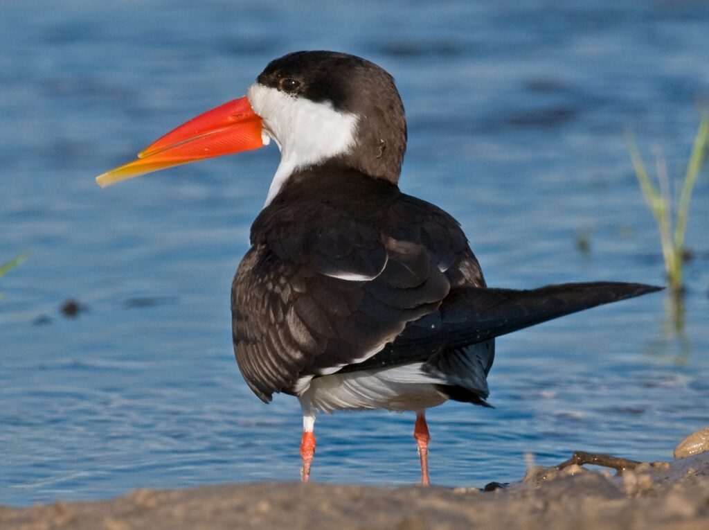African Skimmer