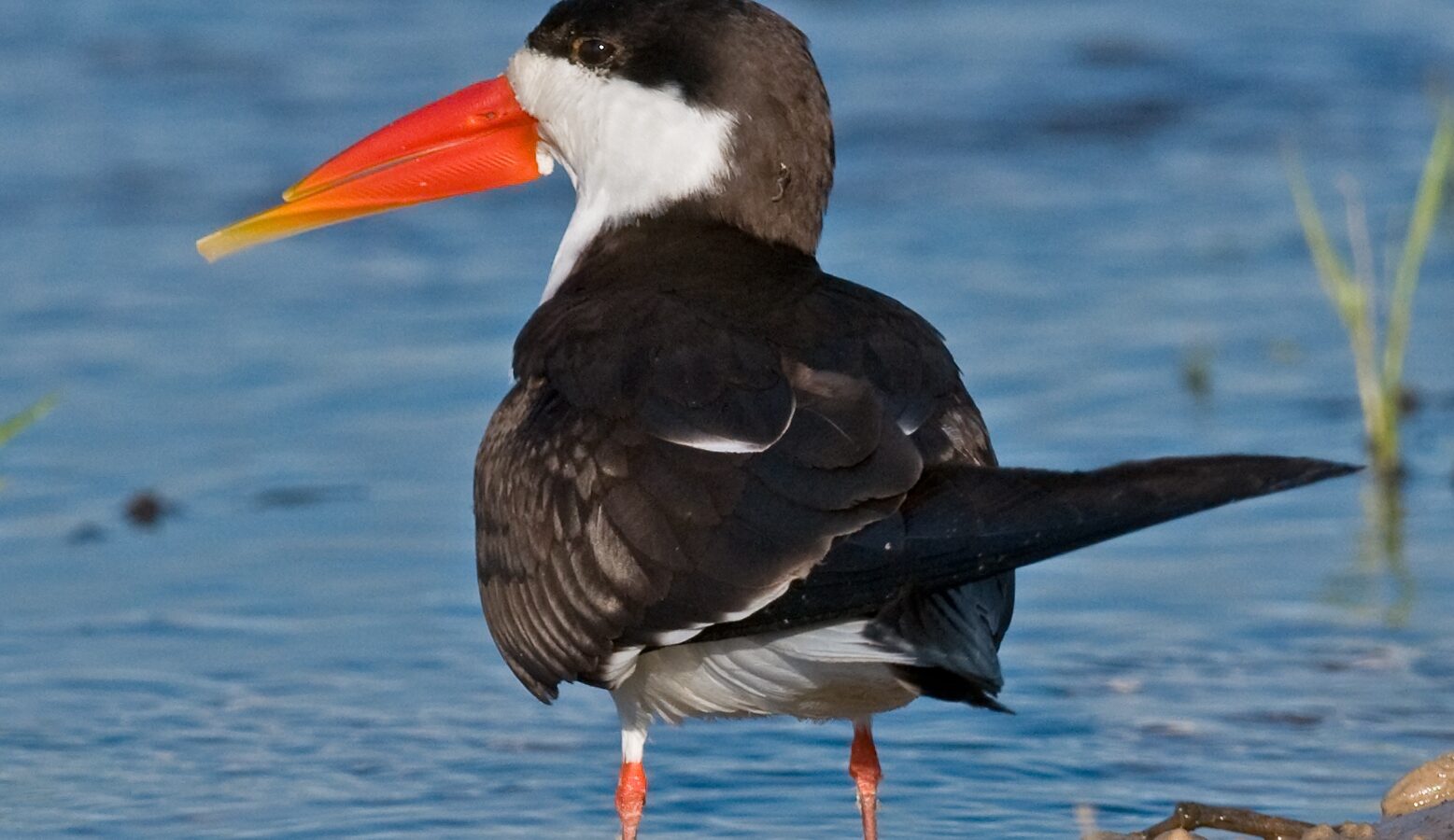 African Skimmer