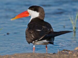 African Skimmer