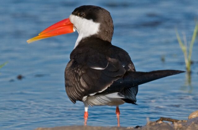 African Skimmer