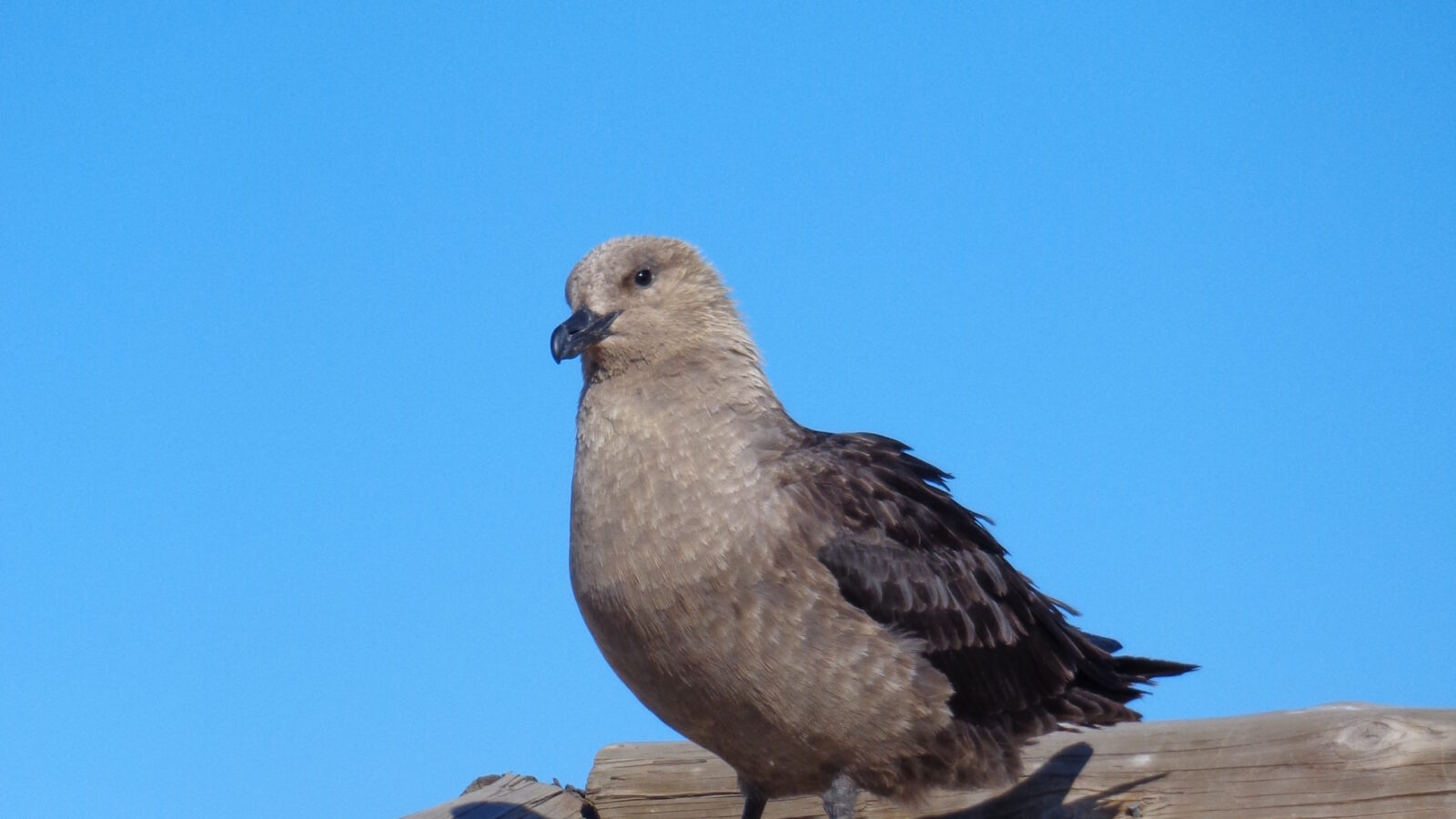 South Polar Skua