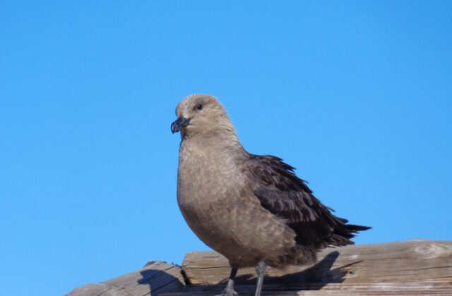 South Polar Skua