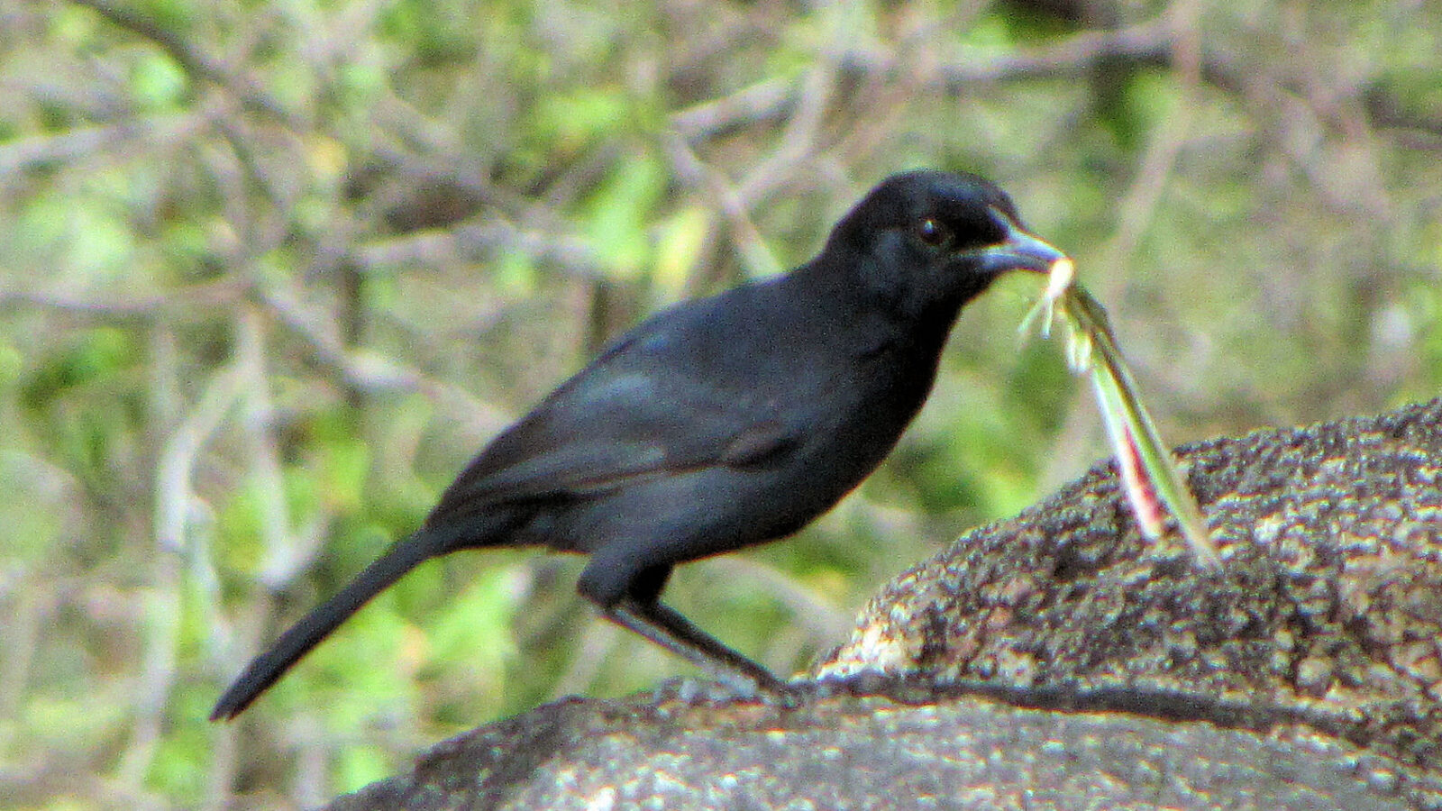 Slate-colored Boubou