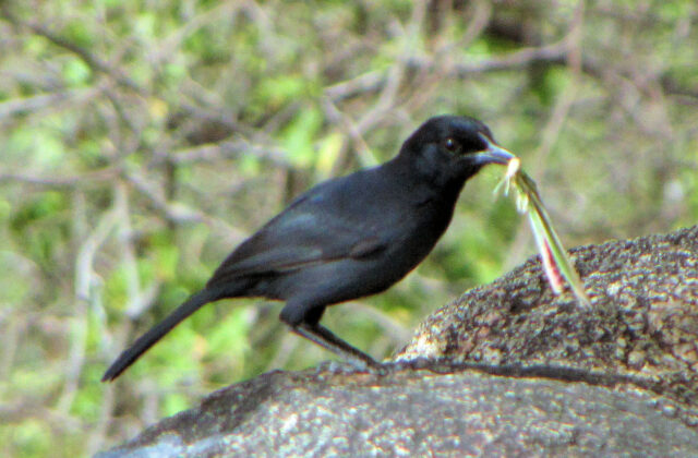 Slate-colored Boubou