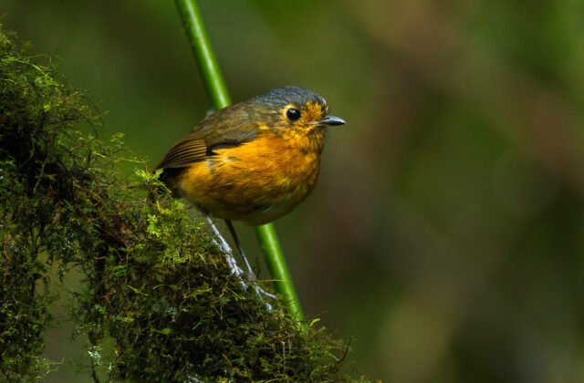Slaty-crowned Antpitta