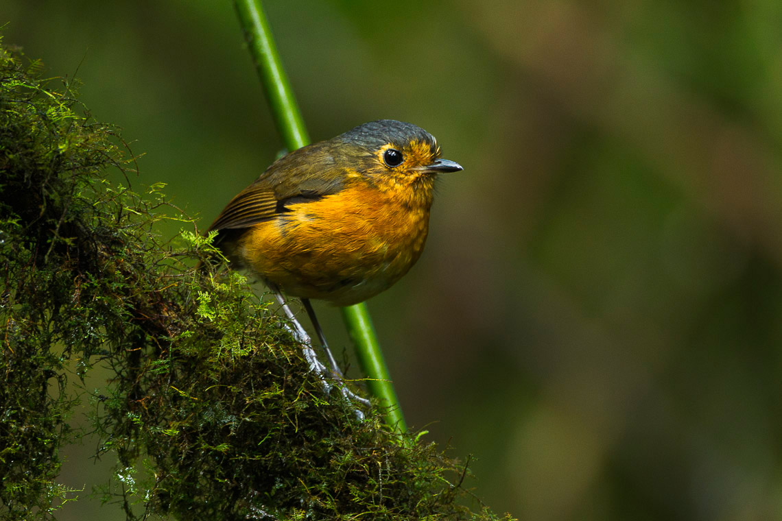 Slaty-crowned Antpitta