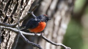 Slate-throated Whitestart