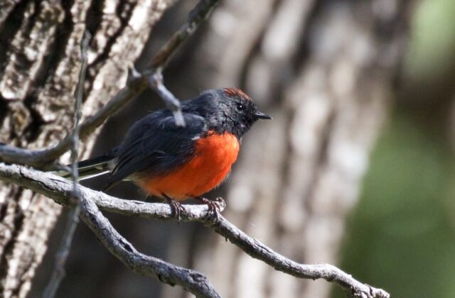 Slate-throated Whitestart