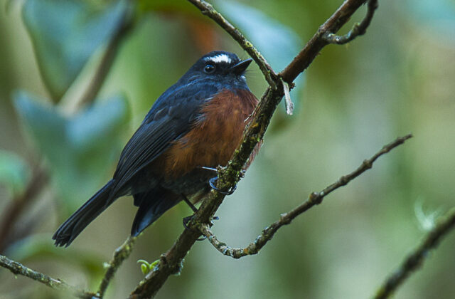 Slaty-backed Chat-Tyrant